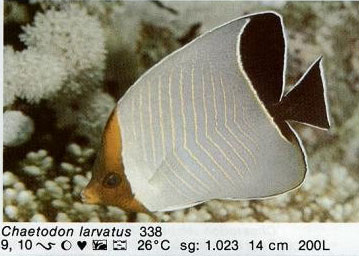 Chaetodon larvatus
